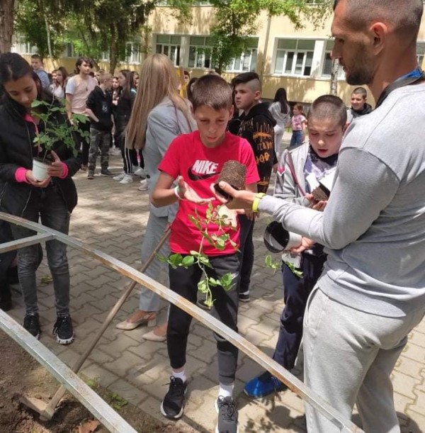 Седмокласници засадиха рози Дамасцена в двора на училището си