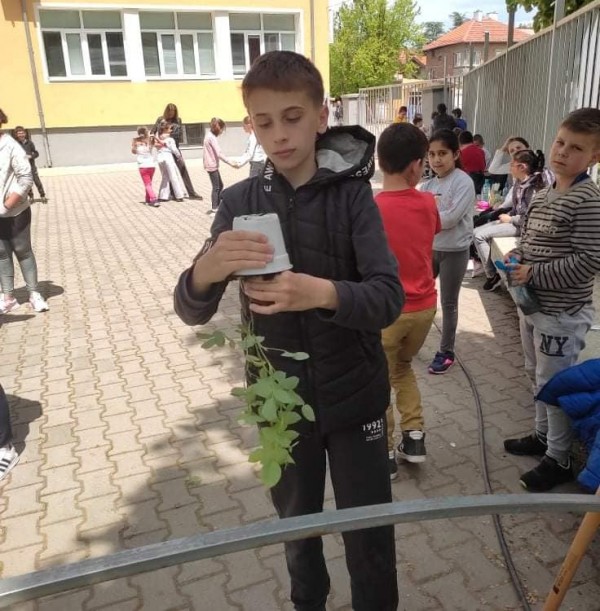 Седмокласници засадиха рози Дамасцена в двора на училището си