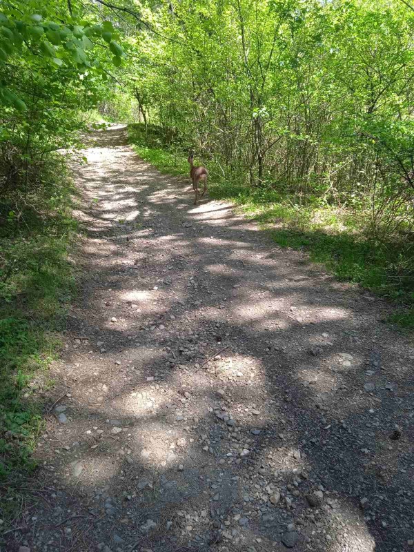 Спасиха сръндаче, заклещено в коритото на реката в град Шипка