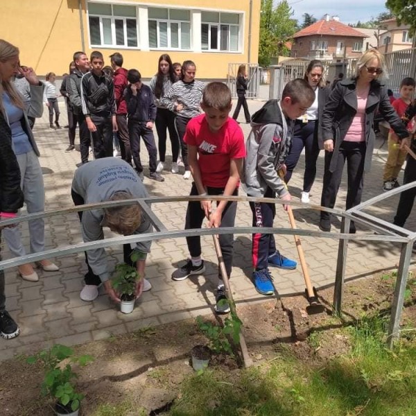 Седмокласници засадиха рози Дамасцена в двора на училището си
