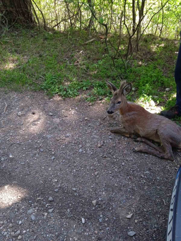 Спасиха сръндаче, заклещено в коритото на реката в град Шипка