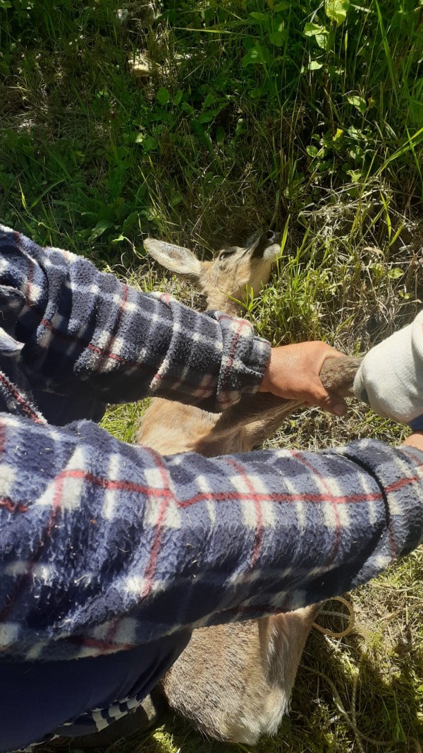 Спасиха сръндаче, заклещено в коритото на реката в град Шипка