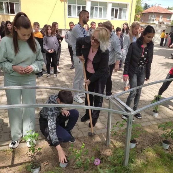 Седмокласници засадиха рози Дамасцена в двора на училището си