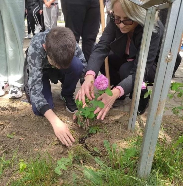 Седмокласници засадиха рози Дамасцена в двора на училището си