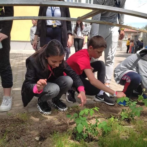 Седмокласници засадиха рози Дамасцена в двора на училището си