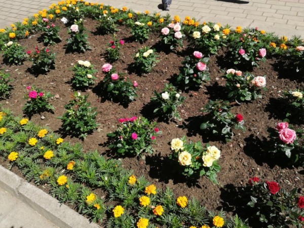 Казанлък става все по-цветен 