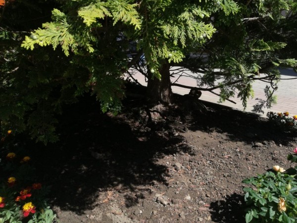 Казанлък става все по-цветен 