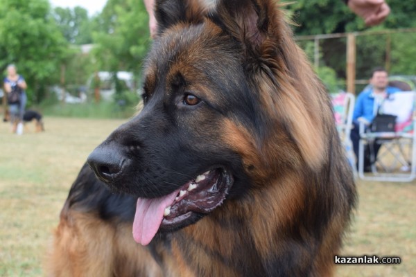 В Казанлък се проведе  специализирана изложба на Немски овчарски кучета