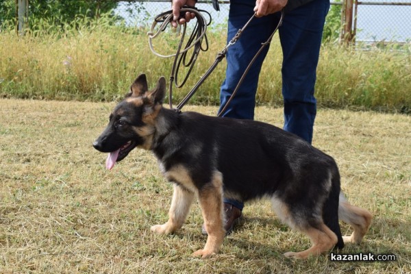В Казанлък се проведе  специализирана изложба на Немски овчарски кучета