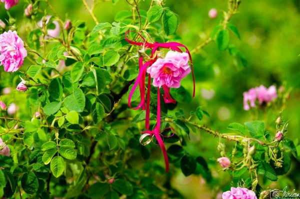 Семейство сключи брак в розови градини край Казанлък