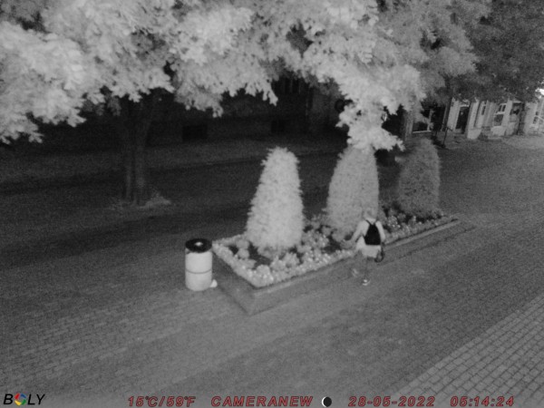 Отново набези в цветните площи в центъра - камерите заснеха извършителите