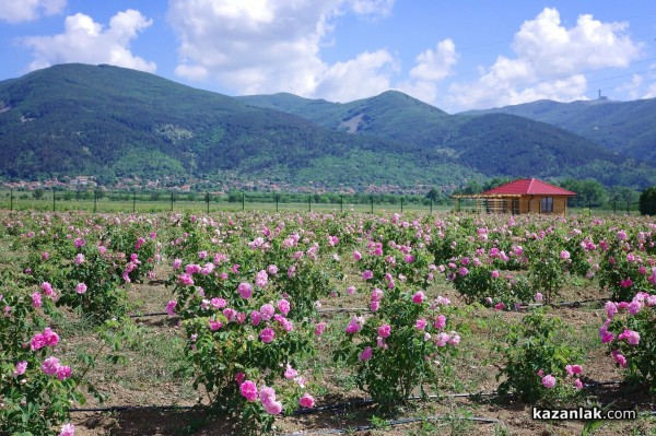 Новата дестилерия Terra Roza, на световния гигант dōTERRA, бе посетена от посланика на САЩ в България Херо Мустафа