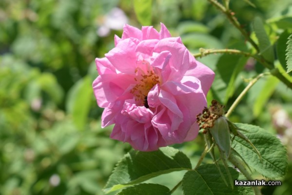 Двудневно парфюмерийно изложение „С аромат на роза“ се проведе в Казанлък