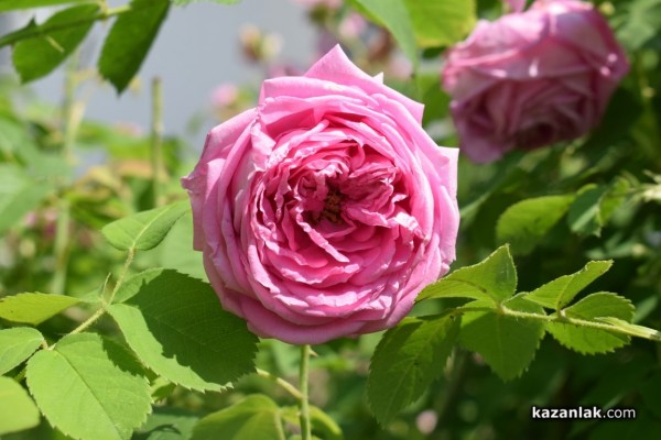 Двудневно парфюмерийно изложение „С аромат на роза“ се проведе в Казанлък