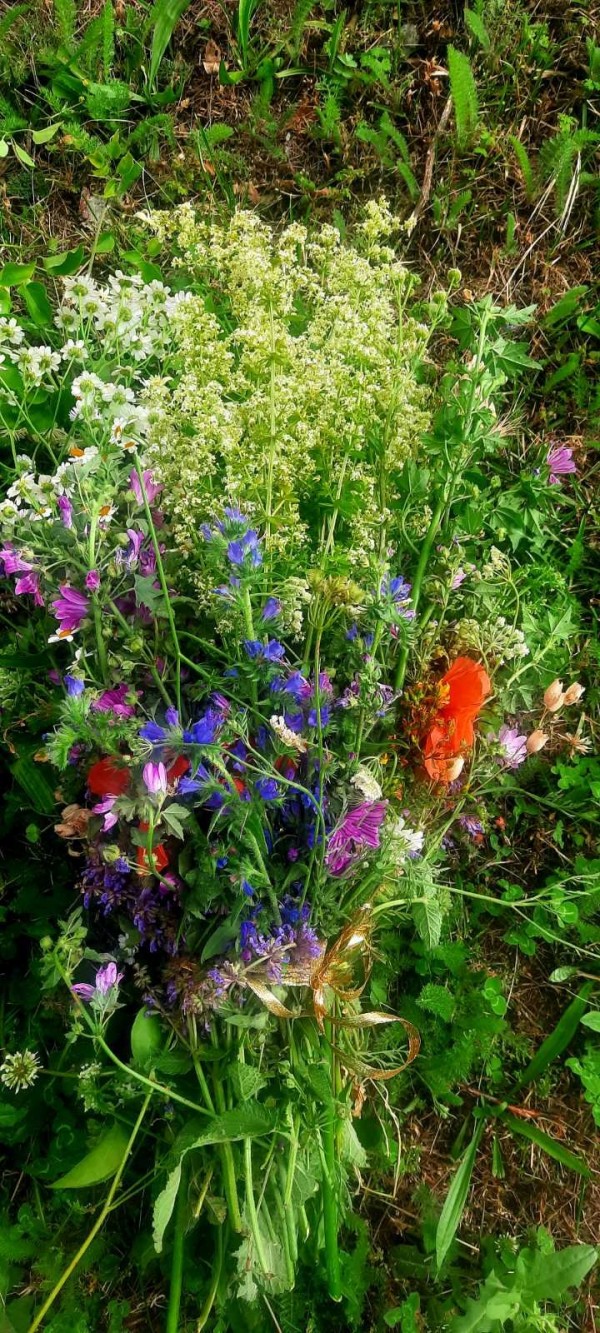 Денят на лековитите билки: Шипка празнува Еньовден