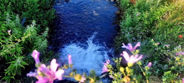 Денят на лековитите билки: Шипка празнува Еньовден