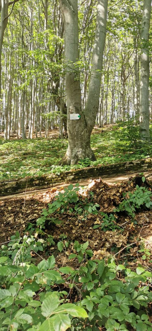 Екипът на хотел Еделвайс почисти забравената от десетки години пътека до паметника Бузлуджа