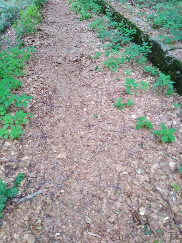 Екипът на хотел Еделвайс почисти забравената от десетки години пътека до паметника Бузлуджа