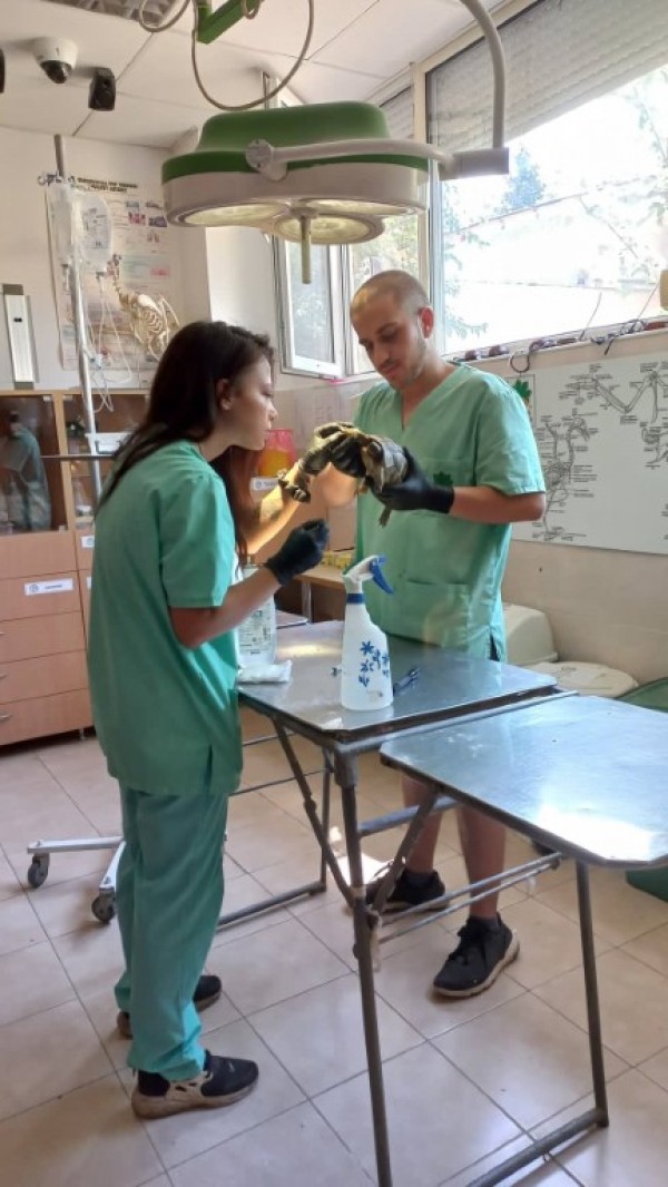 Доброволките от Шейново спасиха живота на прегазена от кола костенурка