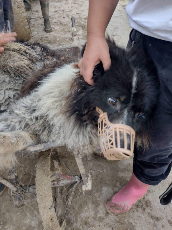 Казанлъчани помагат и на пострадалите животни след бедствието в Карловско