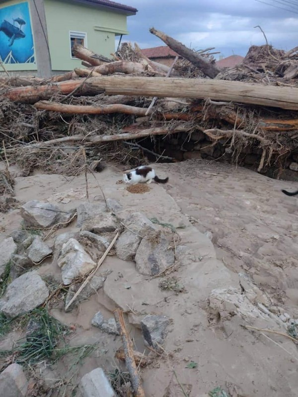 Казанлъчани помагат и на пострадалите животни след бедствието в Карловско