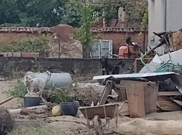 Казанлъчани помагат и на пострадалите животни след бедствието в Карловско