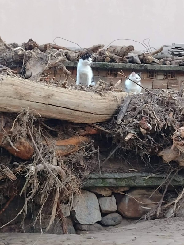 Казанлъчани помагат и на пострадалите животни след бедствието в Карловско