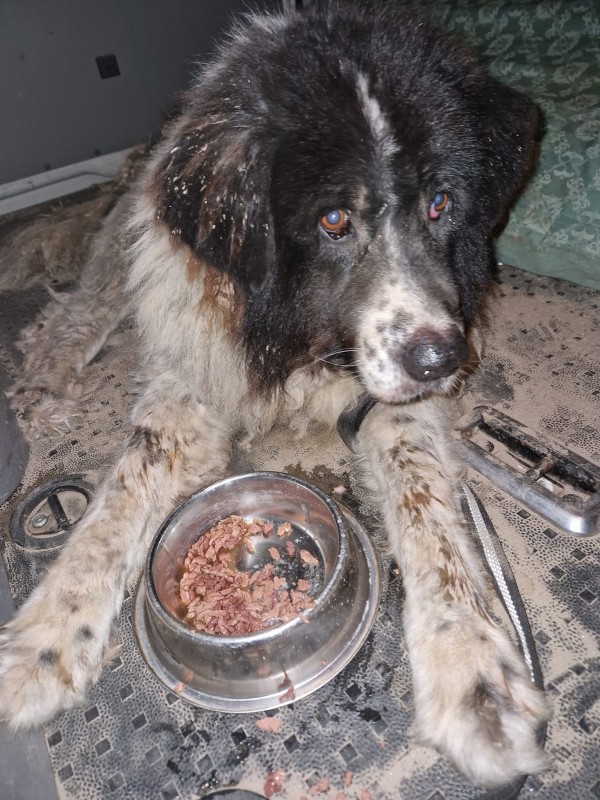 Казанлъчани помагат и на пострадалите животни след бедствието в Карловско