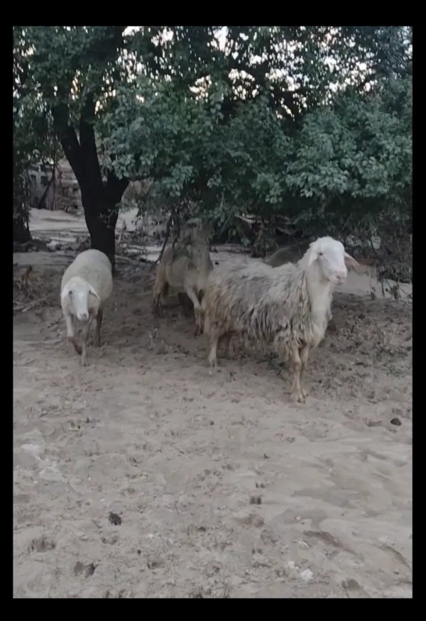 Казанлъчани помагат и на пострадалите животни след бедствието в Карловско