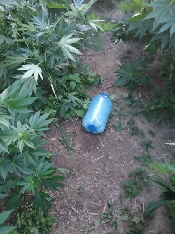 Спипаха млади “земеделци“ отглеждали марихуана в Павелбанско 