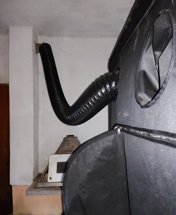 Спипаха млади “земеделци“ отглеждали марихуана в Павелбанско 