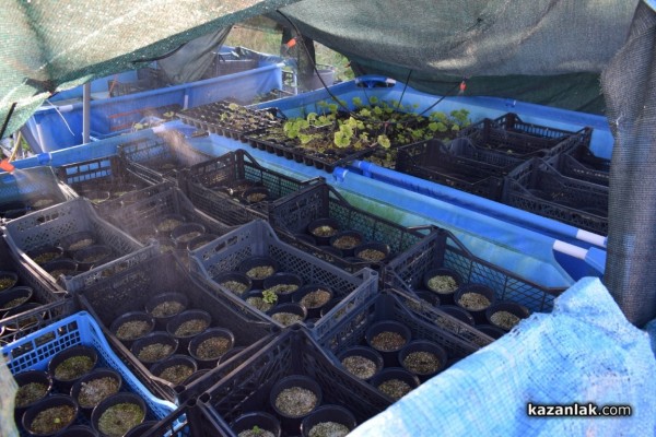 Японецът Такеши Шимазаки донесе “зеленото злато“ -уасаби в Средногорово