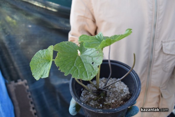 Японецът Такеши Шимазаки донесе “зеленото злато“ -уасаби в Средногорово