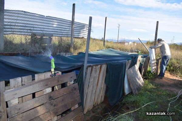 Японецът Такеши Шимазаки донесе “зеленото злато“ -уасаби в Средногорово