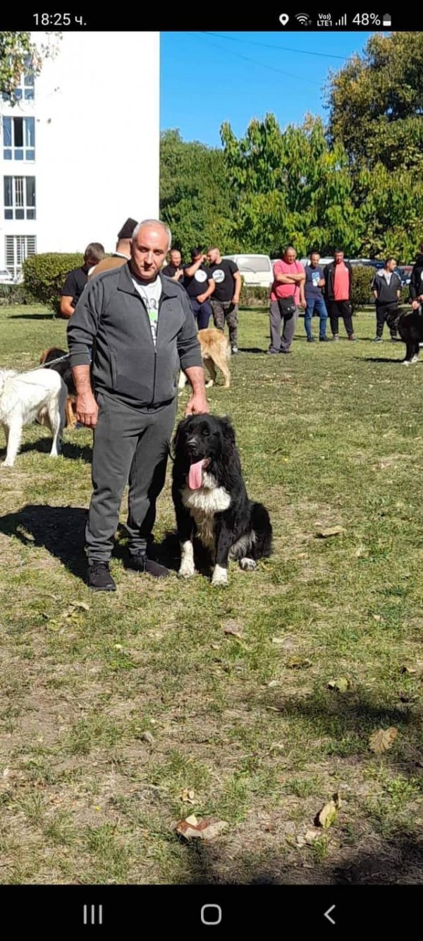 Четири породисти каракачанки от Казанлъшко с медали от киноложка изложба