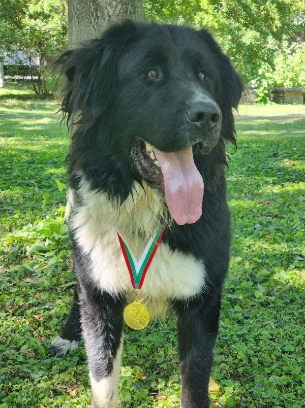 Четири породисти каракачанки от Казанлъшко с медали от киноложка изложба