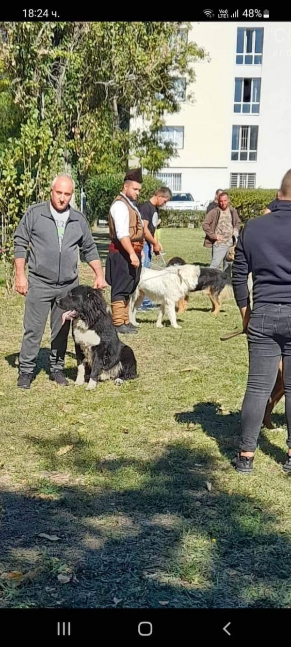 Четири породисти каракачанки от Казанлъшко с медали от киноложка изложба