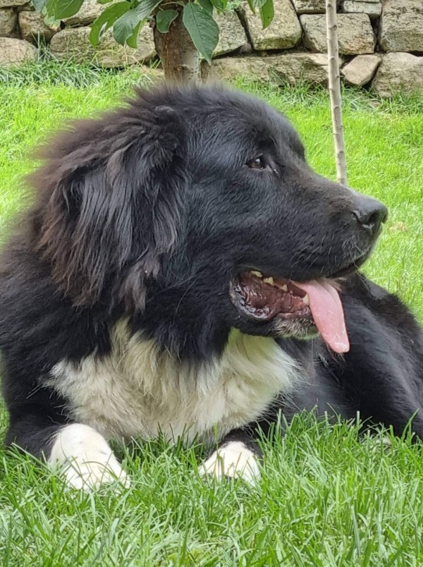 Четири породисти каракачанки от Казанлъшко с медали от киноложка изложба