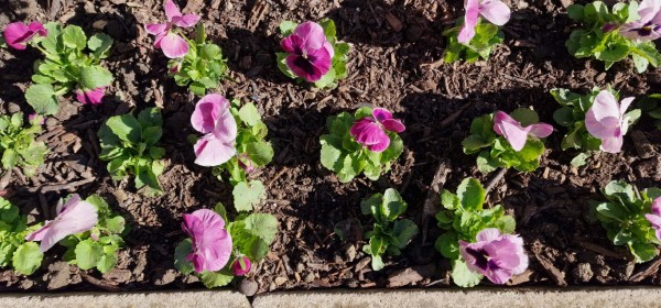 Казанлък хубавее с ново есенно зацветяване