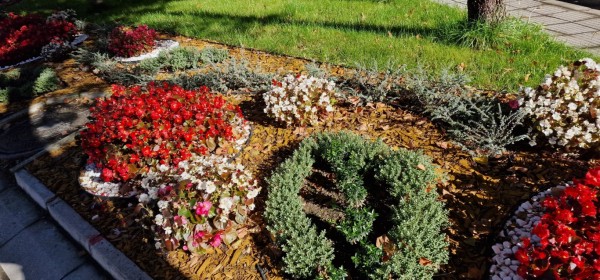 Казанлък хубавее с ново есенно зацветяване