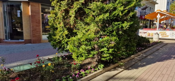 Казанлък хубавее с ново есенно зацветяване