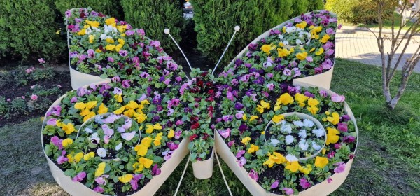 Казанлък хубавее с ново есенно зацветяване