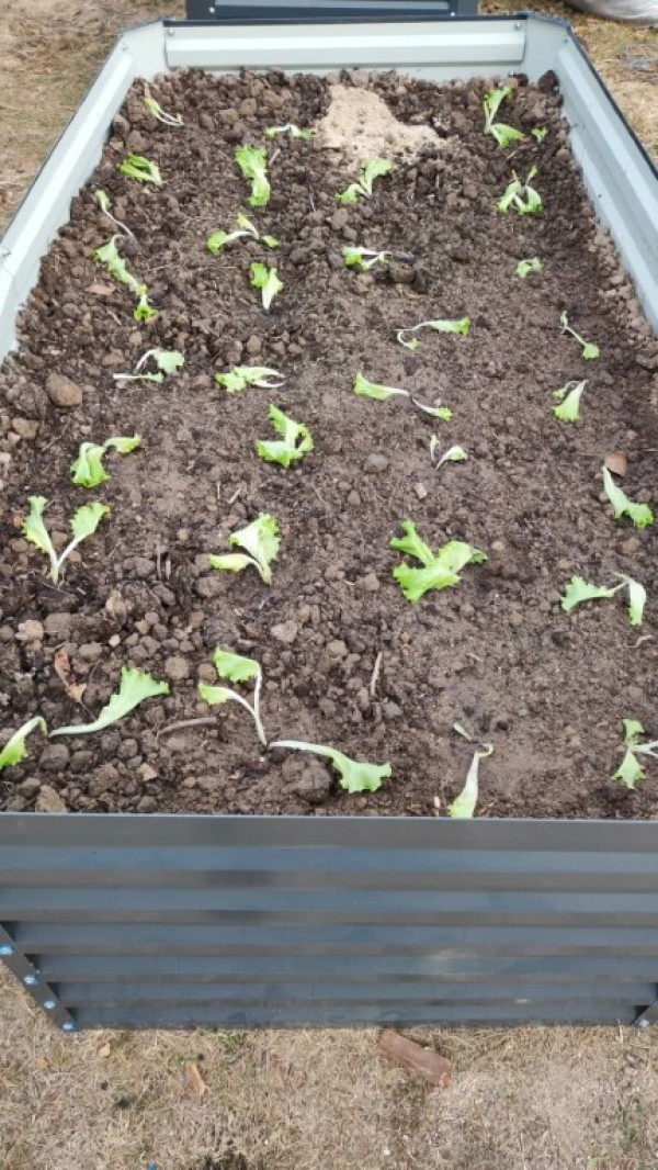 Доброволците от “Взаимопомощ“ отпразнуваха рождения ден на организацията като засадиха 18 дръвчета