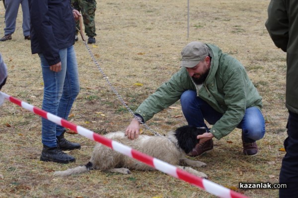 32 кучета се представиха в първата Национална изложба за каракачанки в Казанлък