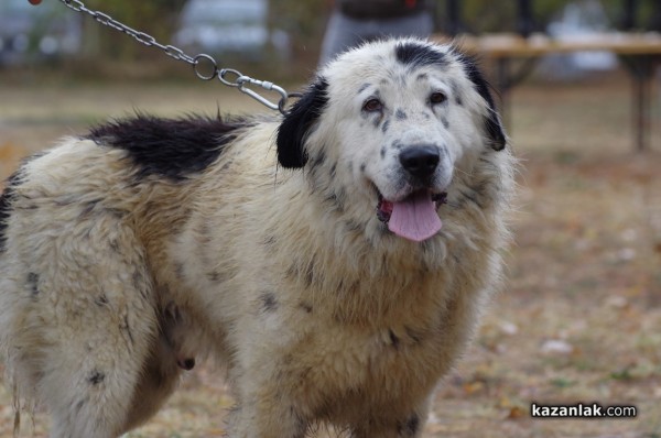 32 кучета се представиха в първата Национална изложба за каракачанки в Казанлък