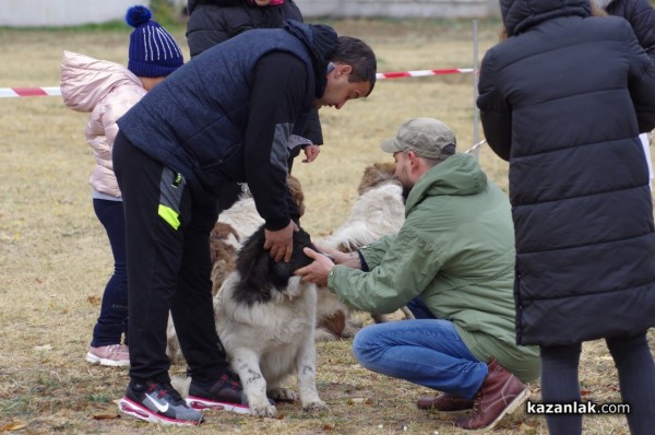32 кучета се представиха в първата Национална изложба за каракачанки в Казанлък