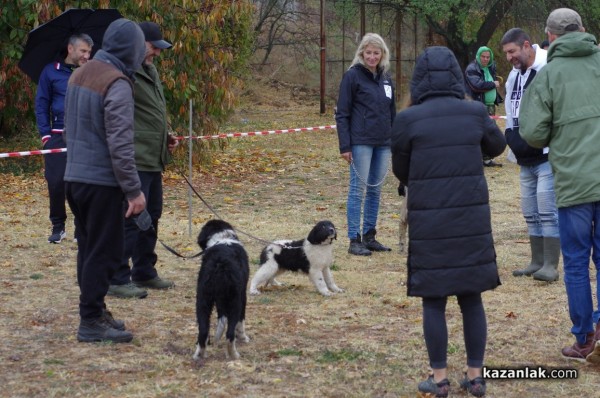 32 кучета се представиха в първата Национална изложба за каракачанки в Казанлък