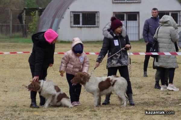 32 кучета се представиха в първата Национална изложба за каракачанки в Казанлък