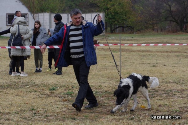 32 кучета се представиха в първата Национална изложба за каракачанки в Казанлък