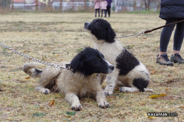 32 кучета се представиха в първата Национална изложба за каракачанки в Казанлък